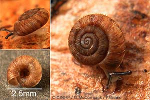 Species Image
