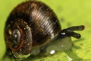 Species Image