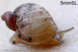 Species Image