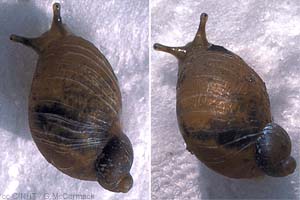 Species Image