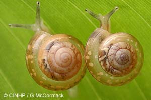 Species Image