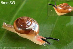 Species Image