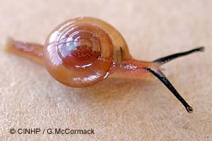 Species Image