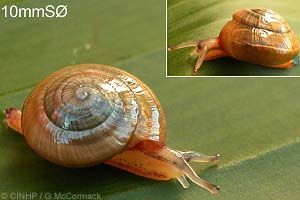 Species Image