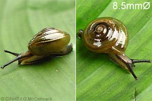 Species Image