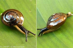 Species Image