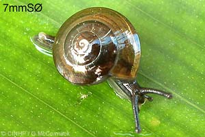 Species Image
