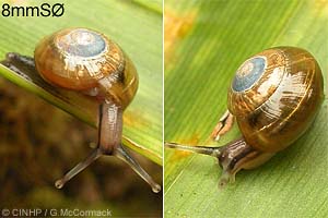 Species Image