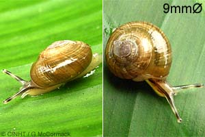 Species Image