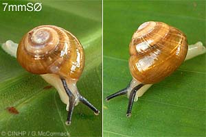Species Image