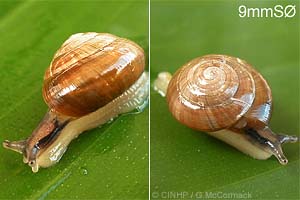 Species Image