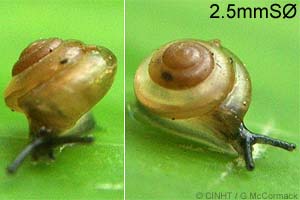 Species Image