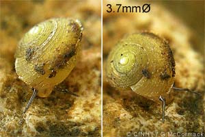 Species Image