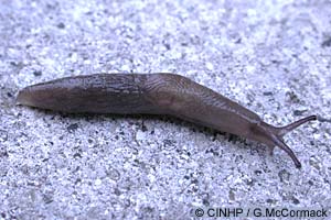 Species Image