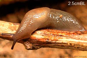 Species Image