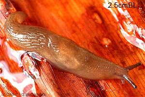 Species Image