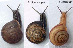 Species Image