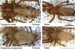 speciesid 13852