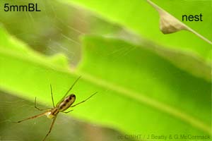 speciesid 13852