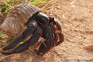 speciesid 13371