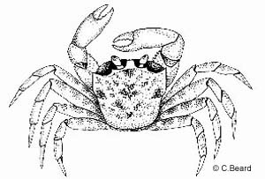 speciesid 7564