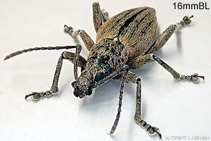 speciesid 9405
