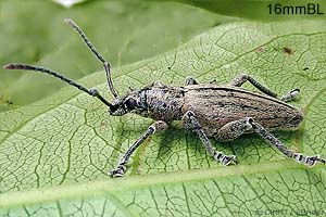 speciesid 9405