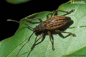 speciesid 9405