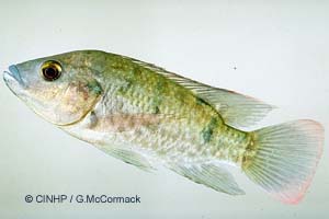 speciesid 8642