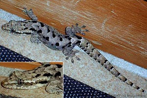 speciesid 8560