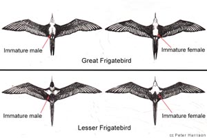 speciesid 8482