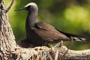 speciesid 8284