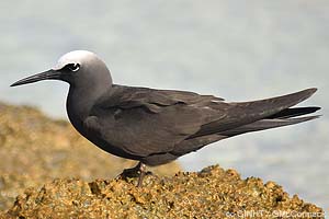 speciesid 8284
