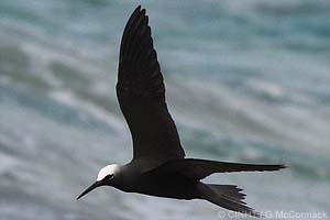 speciesid 8284