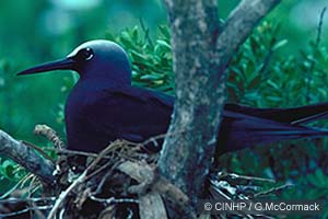 speciesid 8284