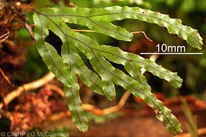 Sheet Filmy-fern