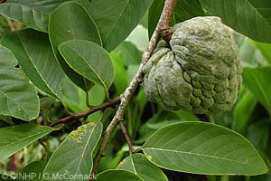 Cherimoya