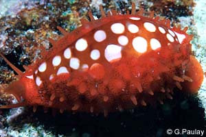 Cypraea cribraria