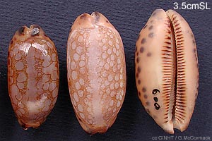 Jester Cowrie