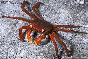 Red-climber Shore-crab