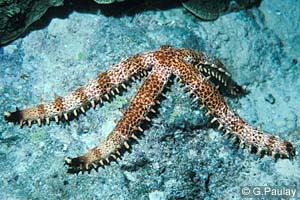 Mithrodia clavigera