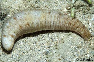 Holothuria pardalis