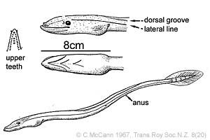 Java Spaghetti Eel