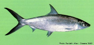 Milkfish