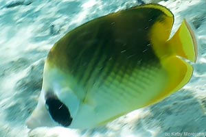 Threadfin × Raccoon Hybrid