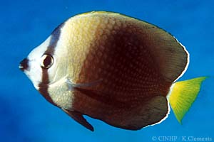 Tahitian Butterflyfish