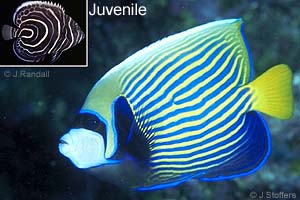 Emperor Angelfish