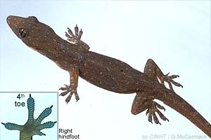 Fox Gecko