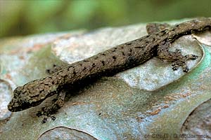 Tree Gecko