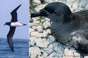 Tahiti Petrel